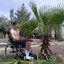 Crippled Palm Tree