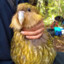 Kakapo Getting Manhandled