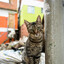 favela cat
