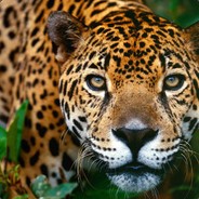 Jaguar - steam id 76561197961362801