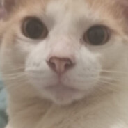 Gato Táctico