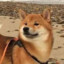 Yan's avatar