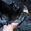 Oiledseagull33