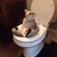 Shitter catas