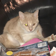 chonky cat {velk.ca}