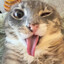 hn