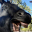 happyhorse