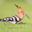 hoopoe, (Upupa epops)