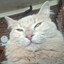 Cho