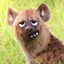 Comedic Hyena