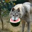 Wolf With Watermelon