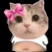 cute cat with fat tummy