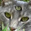 Katzi