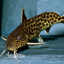 Synodontis petricola