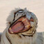 crouching tiger hidden gabber