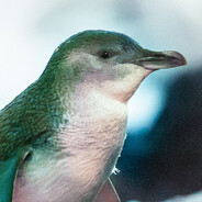 pengu(winner) Steam avatar