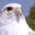 Big Hawk