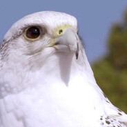 Big Hawk