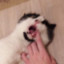 Herr Cat