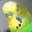 Green Budgie