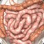 Intestines