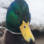 SadducK