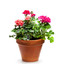 Flowerpot