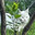 NEKO