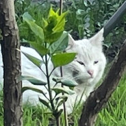 NEKO