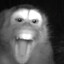 Mankey