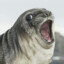 Fat seal