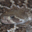 Crotalus