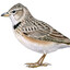 Calandria
