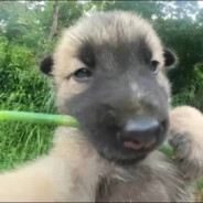 你奶奶裤衩有朵花