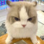 无锡猛男