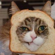Toaster