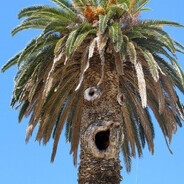 Palm
