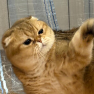 Богиня БЕЛЯЕВА:)