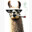 Llama6969