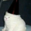 coom catto