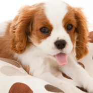 爱上她使我孤立无援