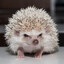 Sillyhog