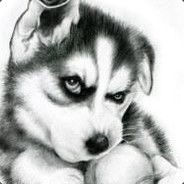 叫波斯的哈士奇