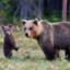bear