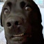Dogahund