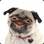 Pug_King