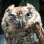 Adamant Owl