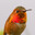 Chill Hummingbird