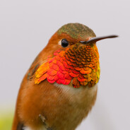 Chill Hummingbird