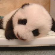 上头熊猫丶